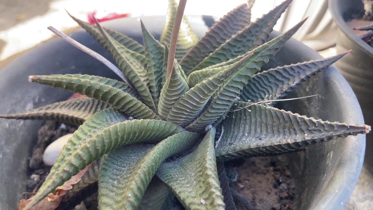 Cận cảnh cây mọng nước Haworthia Fasciata trong chậu