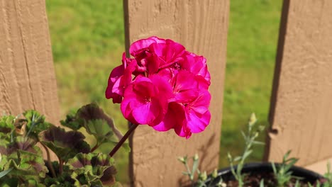 geranium on the deck full view