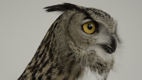 eurasian eagle owl extreme close up - avian predator