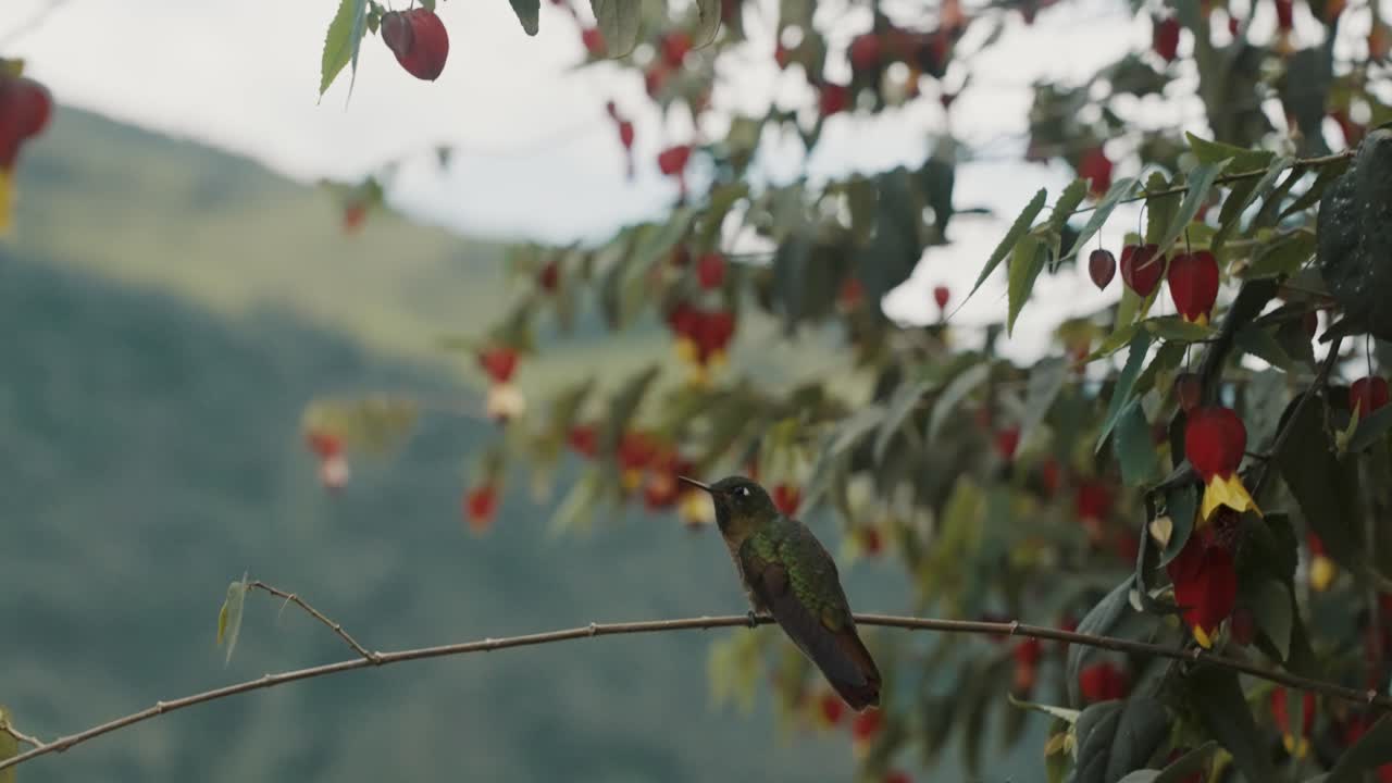 abutilon megapotamicum 식물의 작은 가지에 날아다니는 메탈테일 벌새 농어