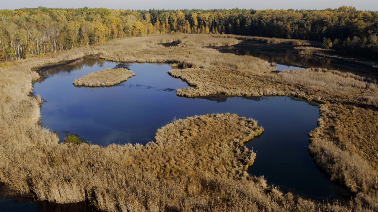 Aerial View of a Serene Wetland Lake Surrounded by Autumn Forest