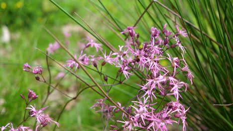 Bees-suck-honey-on-Wildflower-lychnis-flos-cuculi