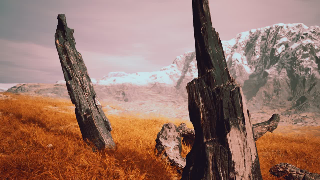 troncos de árboles quemados después de un incendio forestal