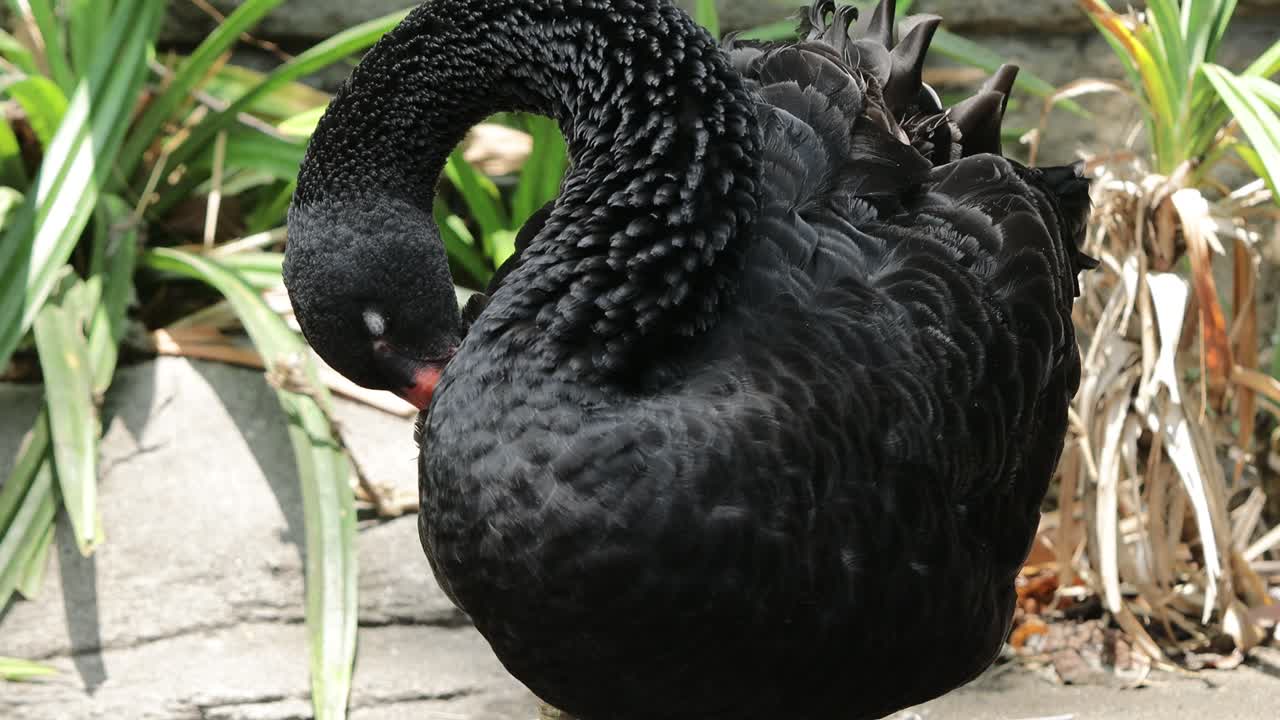 Black Swan Preening Close-Up with Detailed Feather Texture in Sunlight