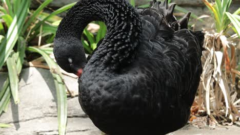 black swan preening close-up with detailed feather texture in sunlight