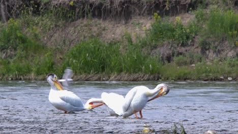 three big white pelicans groom their feathers in shallow river water