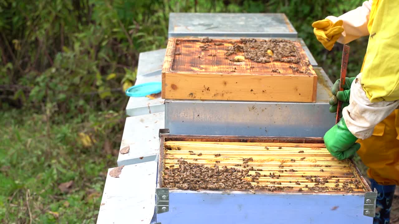 L'apicoltore sta lavorando con le api e gli alveari sull'apiario