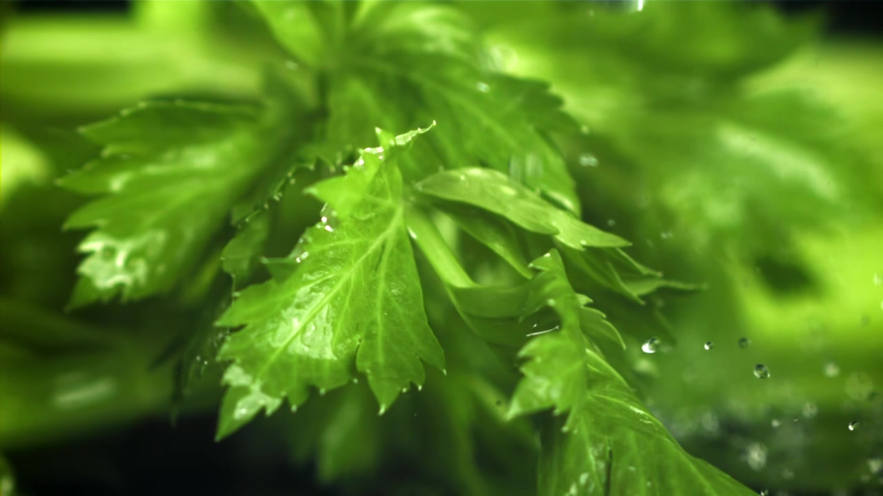 Goccioline d'acqua che schizzano su foglie fresche di sedano verde in super rallentatore