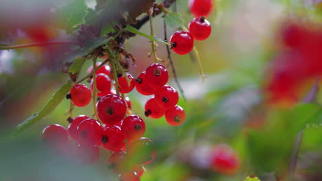 Zweig-Der-Roten-Johannisbeere-Im-Nordischen-Garten,-Nahaufnahme