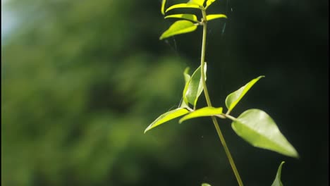 primer plano de una planta con hojas verdes y telaraña