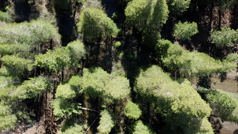 Lush-green-forest-along-lower-rock-creek-in-california,-aerial-view