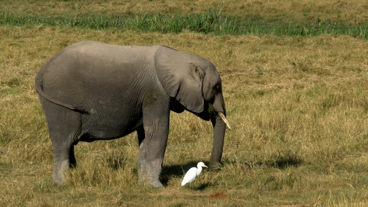 un elefante joven alimentando y una garza en amboseli, kenya