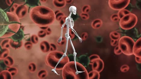 animation of human skeleton walking over covid 19 cells floating