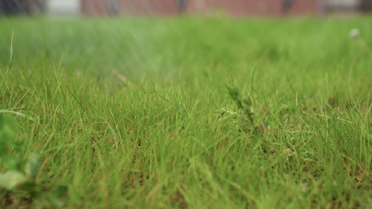 close up of lush green grass being gently watered by hose spray in sunny backyard, water droplets shimmer on blades and soil, capturing nurturing garden care