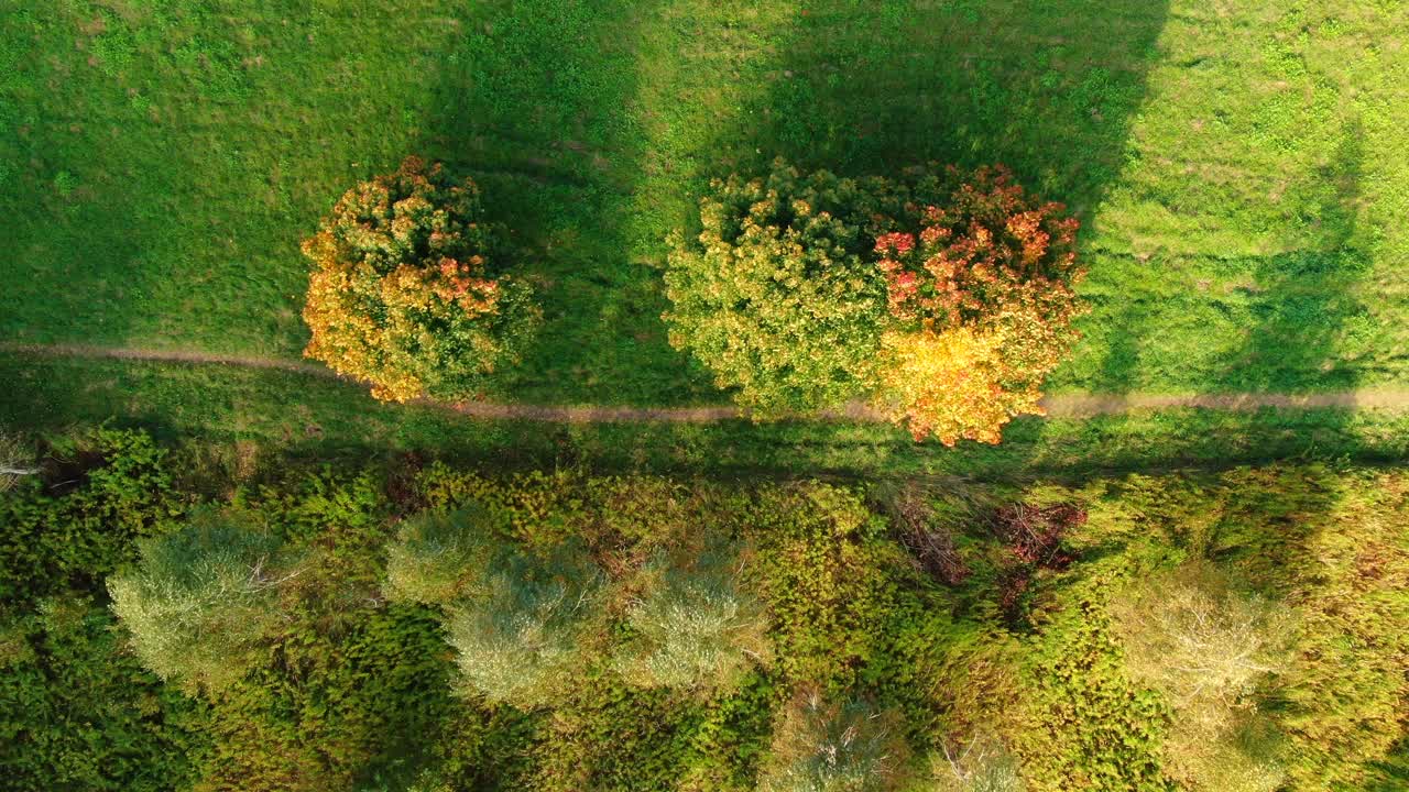 movimiento suave a lo largo de un camino rural a lo largo de un callejón de abedules en otoño cuando hace sol