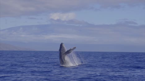 Ballena-Jorobada-Nalgas-Cámara-Lenta