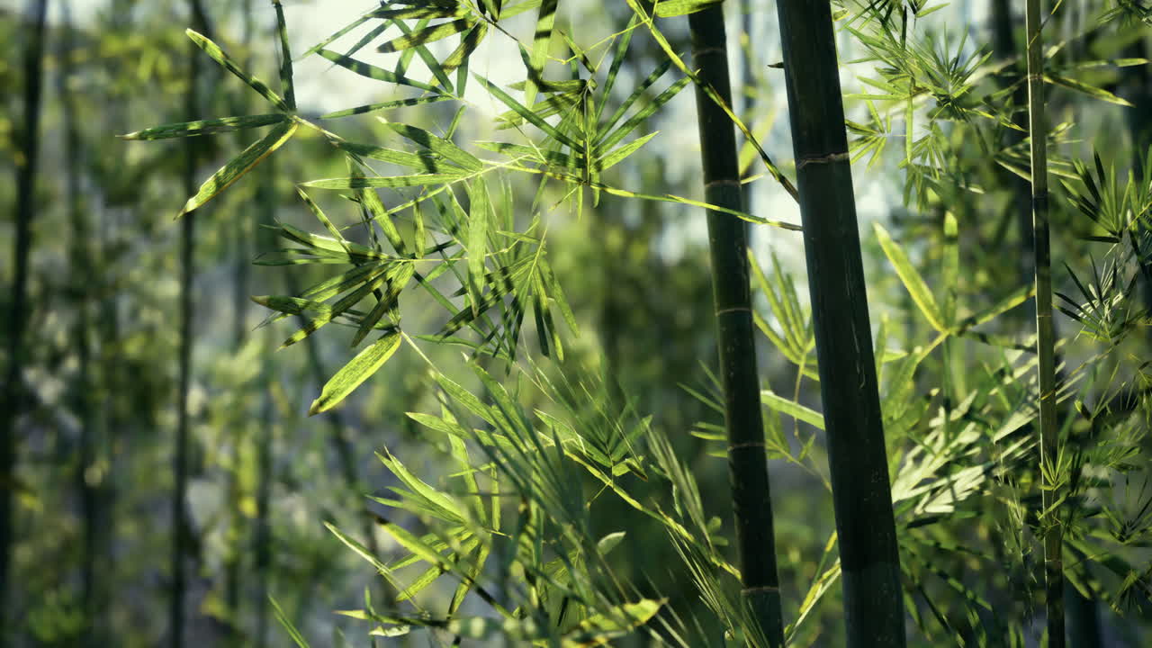 Lush bamboo forest captured during the early morning light of dawn