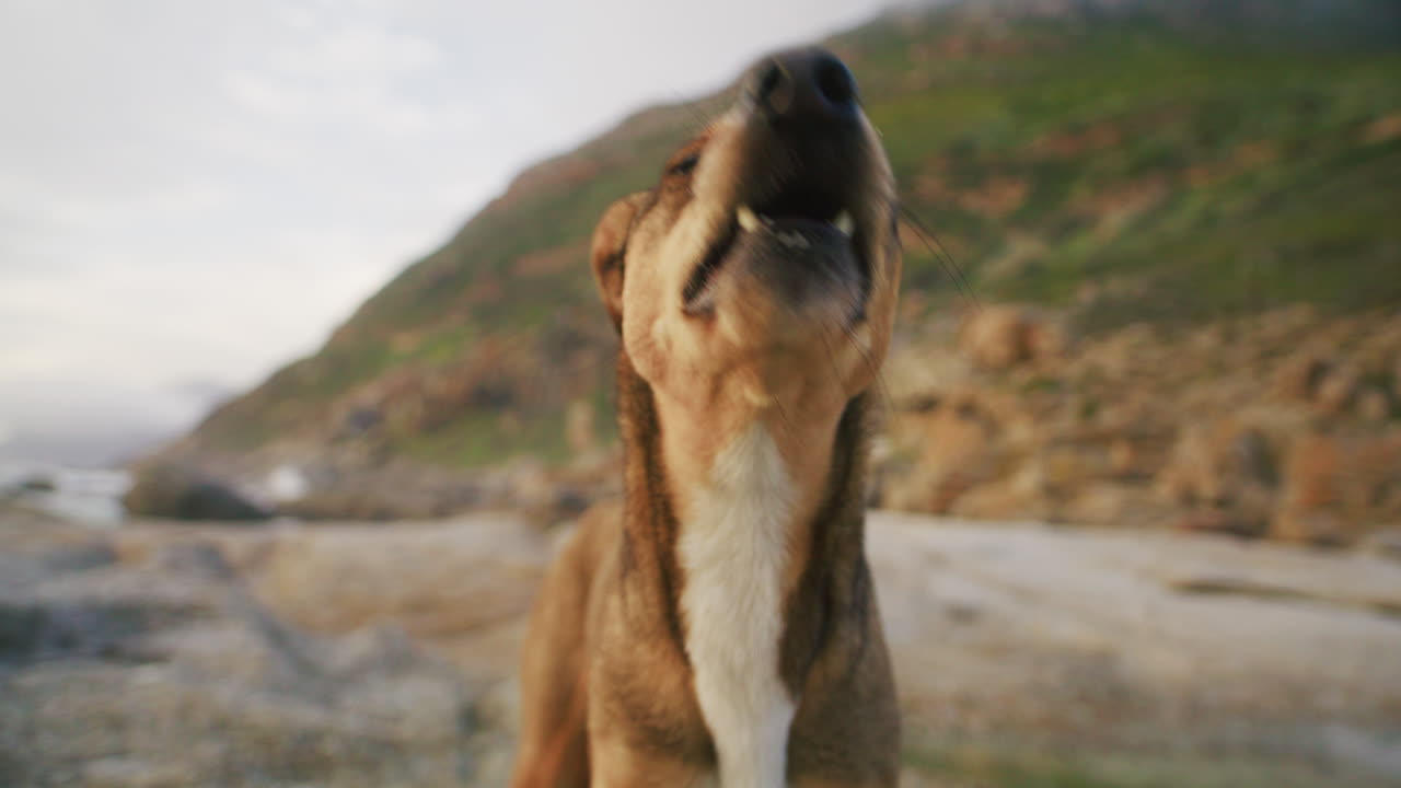 primer plano de un perro a lo largo de la costa al atardecer en 4k prores 422