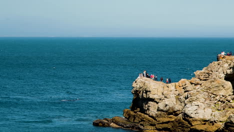 tourists on cliffs of hermanus watching whales close