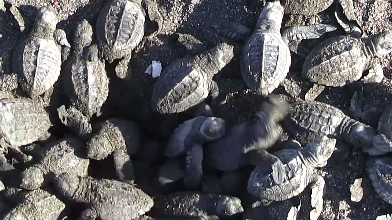 모래에 있는 많은 바다거북 새끼들에게서 뒤로 물러나다