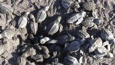 Zoom-back-from-many-sea-turtle-babies-in-sand