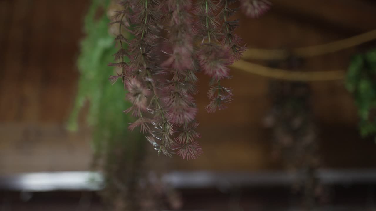 마른 매달린 허브의 가까운, 분홍색, 털 잎에 부드러운 초점을 맞추고