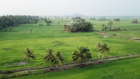 campo de arroz verde aéreo cerca de kuala muda, kedah.