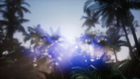 sunset beams through palm trees