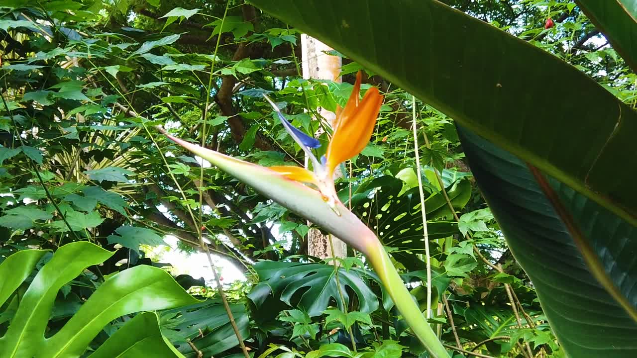 hd hawaii kauai cámara lenta toma manual mediana moviéndose hacia una toma estrecha de una flor de ave del paraíso