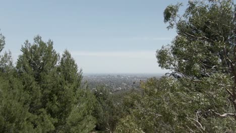 dense trees on the hill revelead cityscape of adelaide in australia