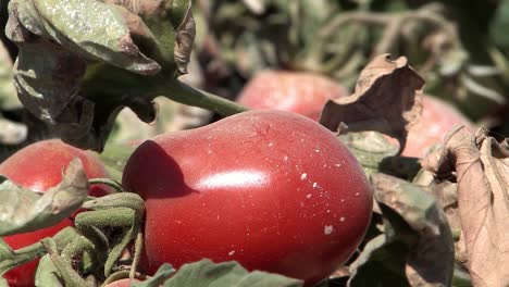 Close-up-of-tomato-field-prior-to-harvest-in-California,-USA