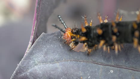 extreme macro close up of caterpillar eating leaf outdoors in nature - 4k