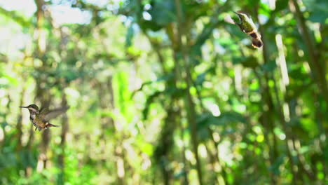 Hummingbird-hovering-in-slow-motion-when-another-one-come-straight-in-a-fighting-behavior-and