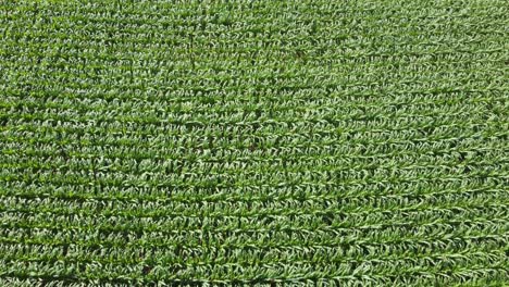 un primer plano para alejar la vista de un campo de maíz