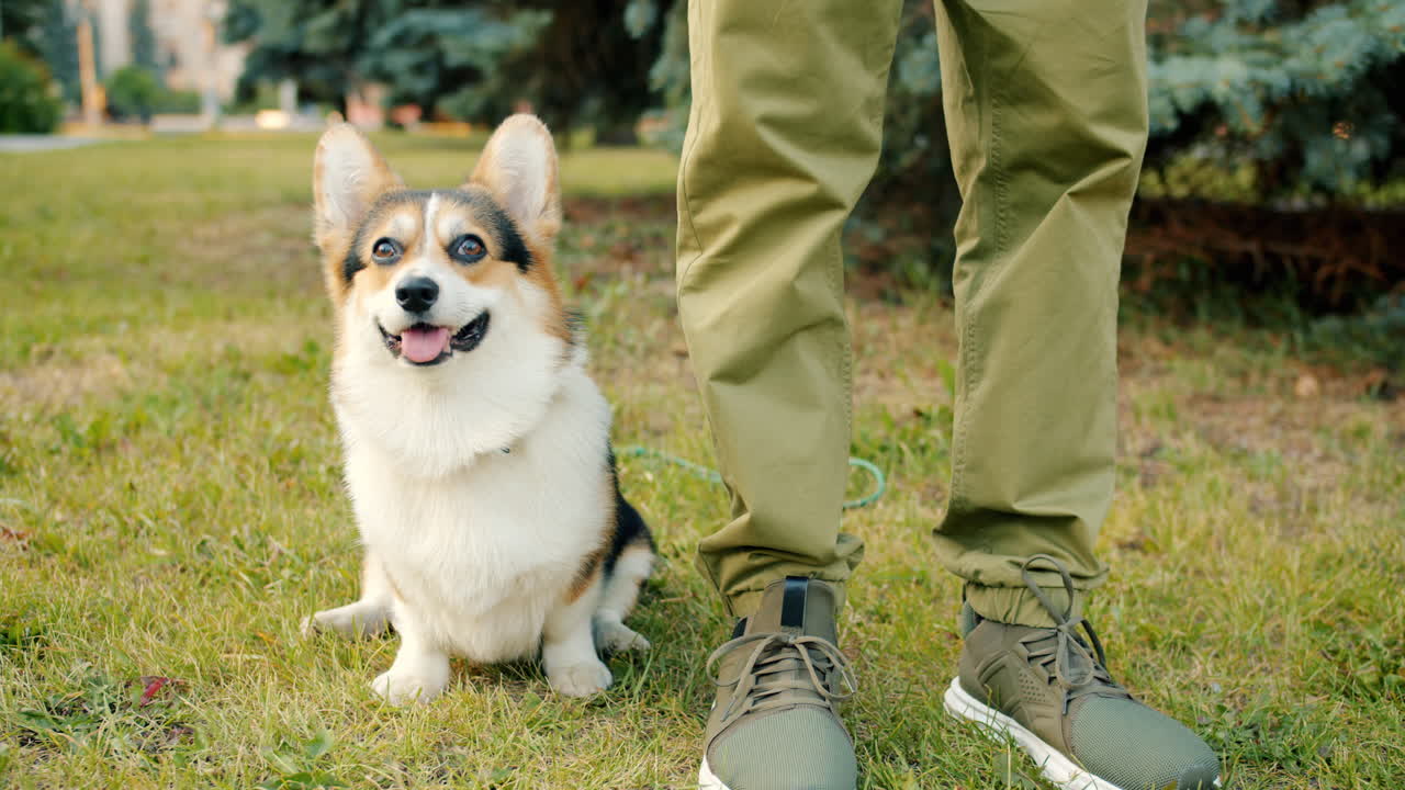 Corgi sitting in a park with owner