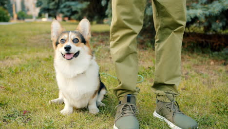 corgi sitting in a park with owner