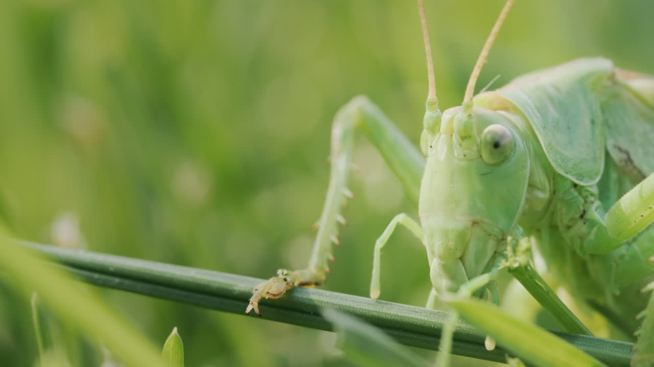 Grande locusta verde che mangia erba, video macro