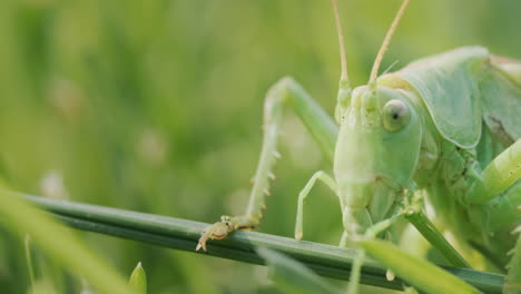 Große-Grüne-Heuschrecke,-Die-Gras-Frisst,-Makrovideo