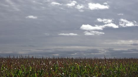 Zeitrafferaufnahme-Von-Dunklen-Wolken,-Die-Sich-über-Ein-Maisfeld-Im-Mittleren-Westen-Bewegen