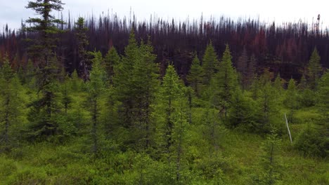 aerial view of charred forest landscape near lebel-sur-quévillon