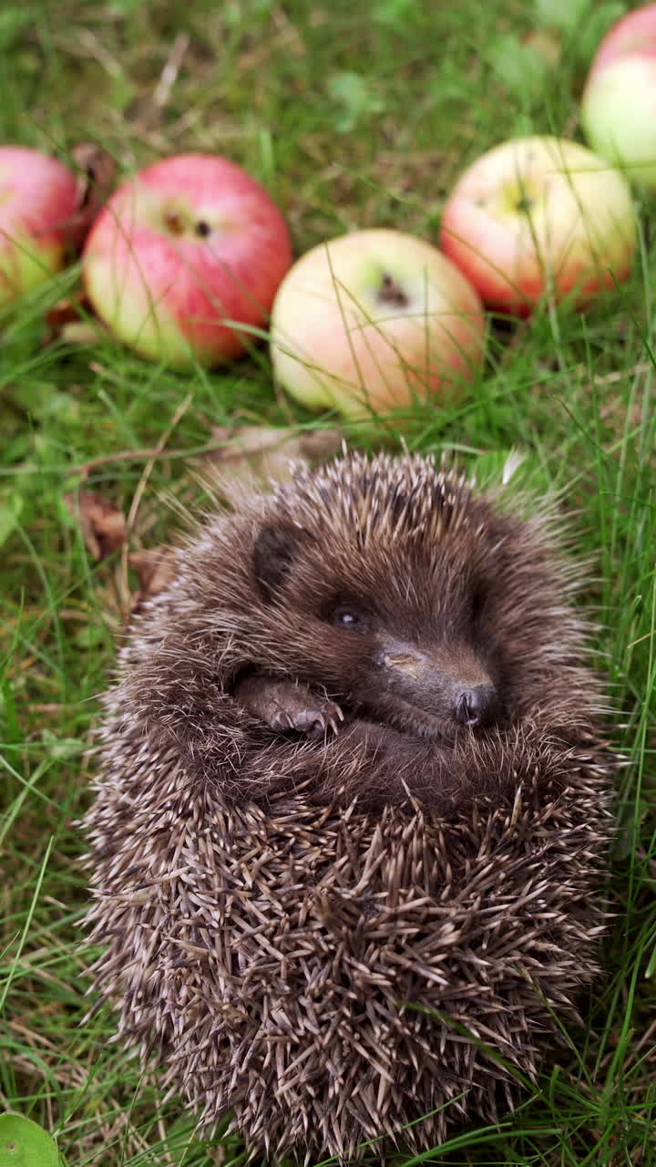 Baby hedgehog with sharp needles sleeps with opened eyes in nature. Spiky little hedgehog curled up in a ball on green grass among apples and sleep. Vertical video