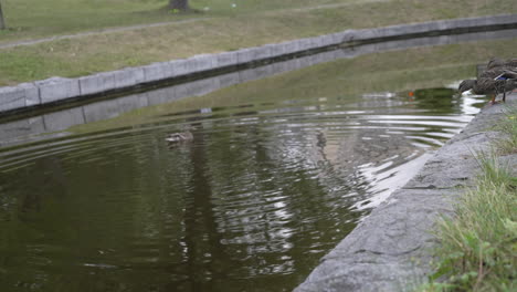 slow motion of a seagull taking flight at a duckpond