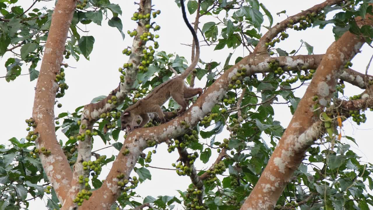 완벽한 과일을 찾는 나뭇가지에서 본 작은 이빨 팜 사향 아르크토갈리디아 트리비르가타는 태국 카오야이 국립공원에서 왼쪽으로 내려갑니다