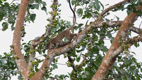 civeta de palma de dientes pequeños arctogalidia trivirgata vista en una rama en busca de una fruta perfecta y luego sube hacia la izquierda en el parque nacional khao yai, tailandia