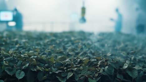 lush green foliage