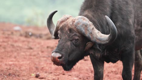 african buffalo chewing its cud in aberdare national park, kenya - close up