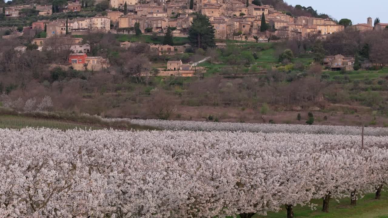 Flygfoto över blomstrande fruktträdgård och högt belägna Lacoste i morgonsolen, Frankrike