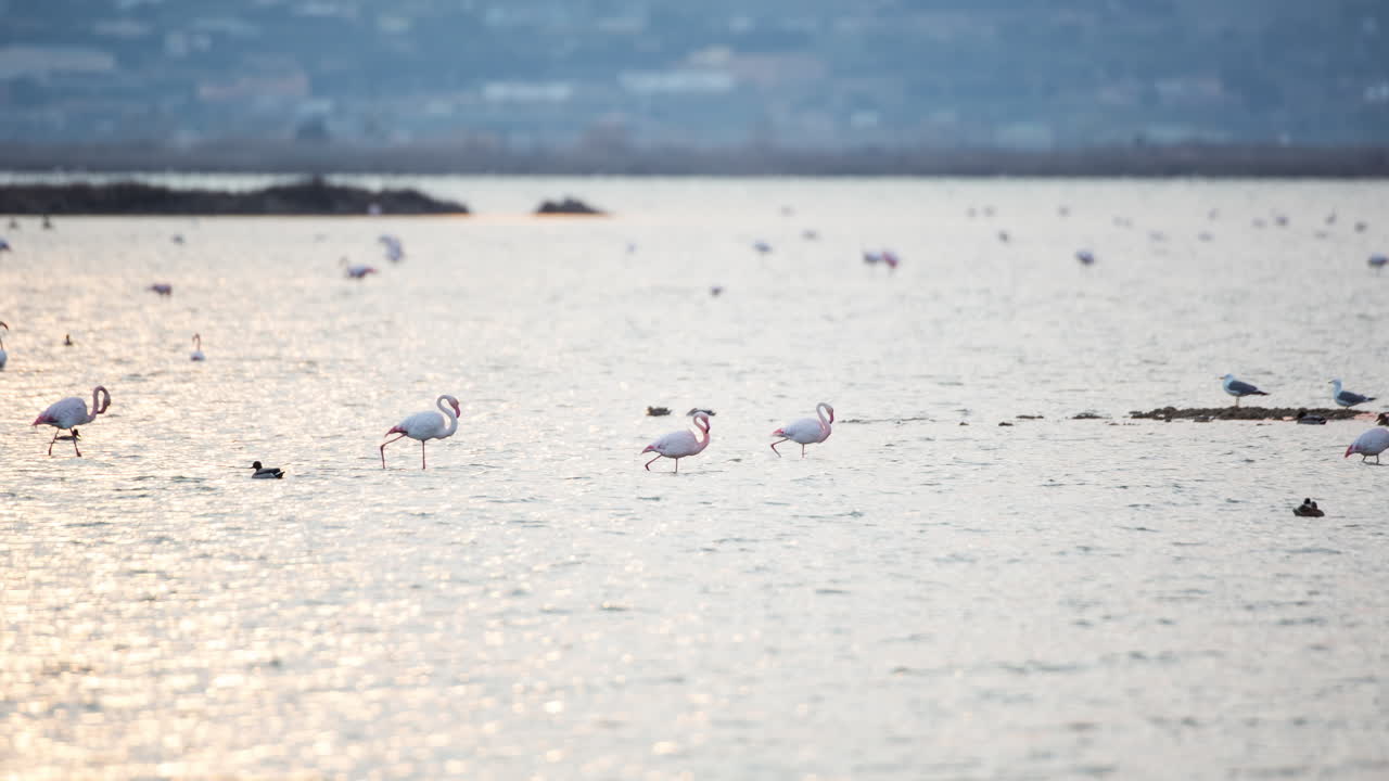 flamingos in shallow delta water in winter