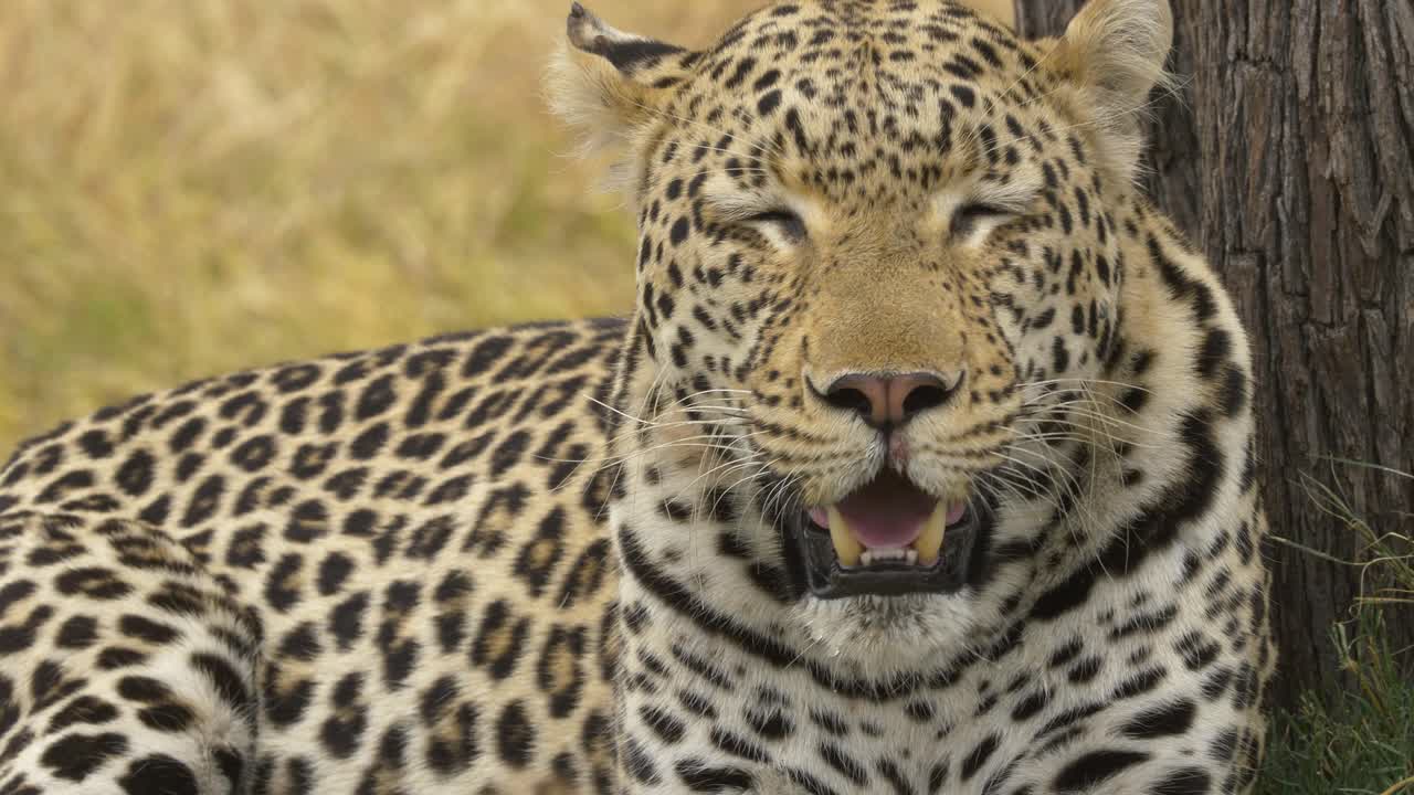 primer plano de un leopardo jadeante primero con los ojos cerrados