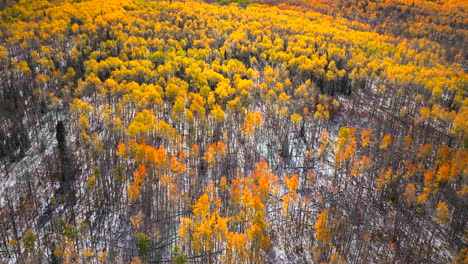 birds eye view kebler pass colorado aspen tree colorful yellow red orange forest early fall winter first snow rocky mountains breckenridge keystone vail aspen telluride silverton ouray down motion